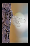 PhotoID: AusDr345. Swamp Darner (Austroaeschna parvistigma) - male