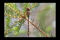 PhotoID: AusDr359. Forest Darner (Austroaeschna pulchra) - female