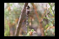 PhotoID: AusDr134. Conehead Darner (Austroaeschna subapicalis) - female