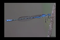 PhotoID: AusDa007. South-Western Billabongfly (Austroagrion cyane) - male