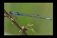 PhotoID: AusDa552. South-Western Billabongfly (Austroagrion cyane) - male
