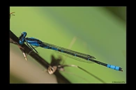 PhotoID: AusDa554. South-Western Billabongfly (Austroagrion cyane) - male