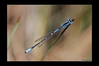 PhotoID: AusDa576. South-Western Billabongfly (Austroagrion cyane) - male