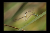 PhotoID: AusDa476. Pilbara Billabongfly (Austroagrion pindrina) - copula