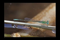 PhotoID: AusDa486. Pilbara Billabongfly (Austroagrion pindrina) - male