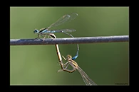 PhotoID: AusDa043. Eastern Billabongfly (Austroagrion watsoni) - copula