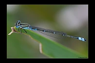 PhotoID: AusDa044. Eastern Billabongfly (Austroagrion watsoni) - male
