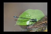 PhotoID: AusDa045. Eastern Billabongfly (Austroagrion watsoni) - male