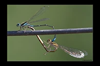 PhotoID: AusDa046. Eastern Billabongfly (Austroagrion watsoni) - copula