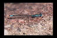 PhotoID: AusDa110. Eastern Billabongfly (Austroagrion watsoni) - male