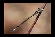 PhotoID: AusDa186. Eastern Billabongfly (Austroagrion watsoni) - immature male