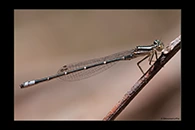 PhotoID: AusDa187. Eastern Billabongfly (Austroagrion watsoni) - immature male