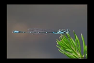 PhotoID: AusDa219. Eastern Billabongfly (Austroagrion watsoni) - male