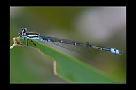 PhotoID: AusDa342. Eastern Billabongfly (Austroagrion watsoni) - male