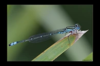 PhotoID: AusDa368. Eastern Billabongfly (Austroagrion watsoni) - male