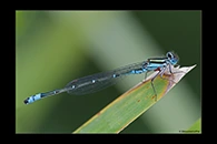 PhotoID: AusDa369. Eastern Billabongfly (Austroagrion watsoni) - male