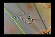 PhotoID: AusDa372. Eastern Billabongfly (Austroagrion watsoni) - copula
