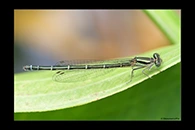 PhotoID: AusDa410. Eastern Billabongfly (Austroagrion watsoni) - female
