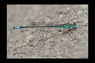PhotoID: AusDa417. Eastern Billabongfly (Austroagrion watsoni) - male