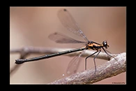 PhotoID: AusDa112. Flame Flatwing (Austroargiolestes amabilis) - female