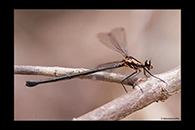 PhotoID: AusDa113. Flame Flatwing (Austroargiolestes amabilis) - female