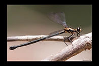 PhotoID: AusDa114. Flame Flatwing (Austroargiolestes amabilis) - female