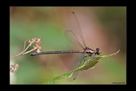 PhotoID: AusDa115. Flame Flatwing (Austroargiolestes amabilis) - female
