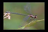 PhotoID: AusDa116. Flame Flatwing (Austroargiolestes amabilis) - female