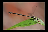 PhotoID: AusDa117. Flame Flatwing (Austroargiolestes amabilis) - female
