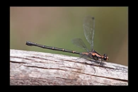 PhotoID: AusDa135. Flame Flatwing (Austroargiolestes amabilis) - female