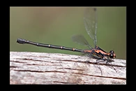PhotoID: AusDa136. Flame Flatwing (Austroargiolestes amabilis) - female