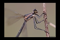 PhotoID: AusDa144. Powdered Flatwing (Austroargiolestes calcaris) - female