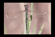 PhotoID: AusDa145. Powdered Flatwing (Austroargiolestes calcaris) - female