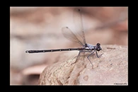 PhotoID: AusDa152. Powdered Flatwing (Austroargiolestes calcaris) - male