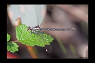 PhotoID: AusDa166. Powdered Flatwing (Austroargiolestes calcaris) - female