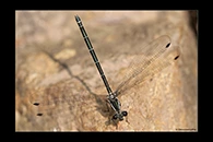 PhotoID: AusDa060. Common Flatwing (Austroargiolestes icteromelas) - female