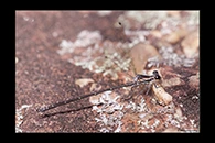 PhotoID: AusDa061. Common Flatwing (Austroargiolestes icteromelas) - male
