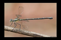 PhotoID: AusDa064. Common Flatwing (Austroargiolestes icteromelas) - female