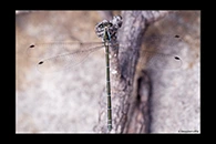 PhotoID: AusDa065. Common Flatwing (Austroargiolestes icteromelas) - female