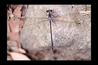 PhotoID: AusDa072. Common Flatwing (Austroargiolestes icteromelas) - male
