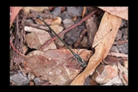 PhotoID: AusDa111. Common Flatwing (Austroargiolestes icteromelas) - male