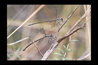 PhotoID: AusDa126. Common Flatwing (Austroargiolestes icteromelas) - copula
