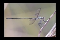 PhotoID: AusDa127. Common Flatwing (Austroargiolestes icteromelas) - male