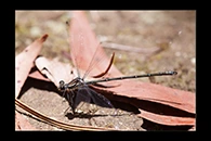 PhotoID: AusDa189. Common Flatwing (Austroargiolestes icteromelas) - male