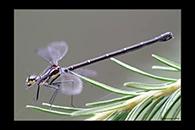 PhotoID: AusDa392. Sydney Flatwing (Austroargiolestes isabellae) - female