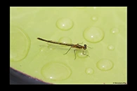 PhotoID: AusDa335. Splendid Longlegs (Austrocnemis splendida) - female