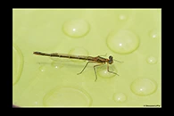 PhotoID: AusDa336. Splendid Longlegs (Austrocnemis splendida) - female