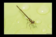 PhotoID: AusDa337. Splendid Longlegs (Austrocnemis splendida) - female