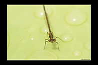 PhotoID: AusDa338. Splendid Longlegs (Austrocnemis splendida) - female