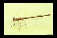 PhotoID: AusDa339. Splendid Longlegs (Austrocnemis splendida) - female
